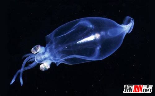為什么說烏賊是四維生物?烏賊看得比人類更清晰(特殊眼球)