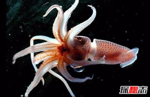 為什么說烏賊是四維生物?烏賊看得比人類更清晰(特殊眼球)