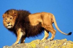 {_(d)250ҹgwl(ƽ11.8)