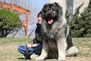 世界大型犬排名前五位，90公分的高加索犬僅排第三位