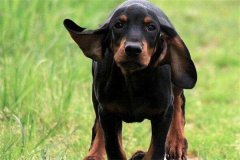 世界上耳朵最長的狗是什么 獵浣熊犬（最長兩只65CM）