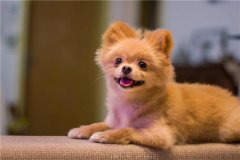 世界上兩條腿跑的最快的狗 博美犬（最快十米6.56秒可達）