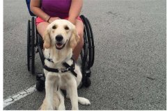 世界上學歷最高的狗 擁有碩士學位的導盲犬科里奇