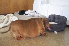 世界上最肥的狗狗是什么 美國臘腸犬歐碧（體型龐大）
