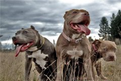 比特犬血統排名前五名 鱷魚比特犬的咬痕力強超恐怖