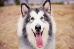大型短毛犬排行前五名 這五種大型短毛犬超厲害