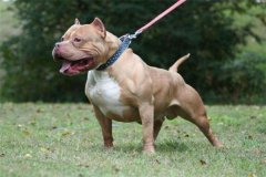 尖嘴小頭比特犬 比特犬的性格特點是什么（兇猛的烈犬）