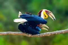 花冠皺盔犀鳥(niǎo)：長(zhǎng)約105厘米，叫聲單調(diào)沙啞(似狗叫)