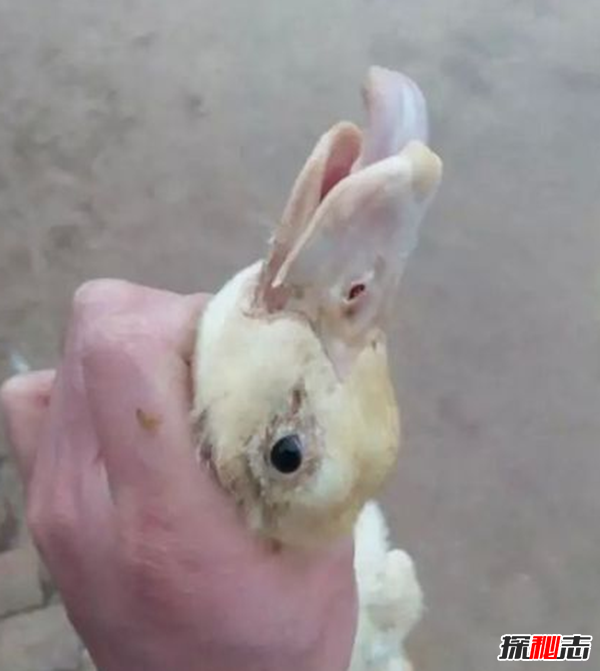 什么是鴨大舌病?鴨大舌病的預(yù)防和治療(夏季發(fā)病率極高)