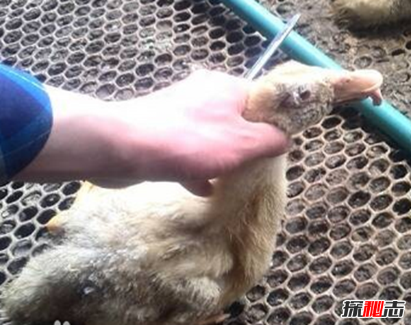 什么是鴨大舌病?鴨大舌病的預(yù)防和治療(夏季發(fā)病率極高)