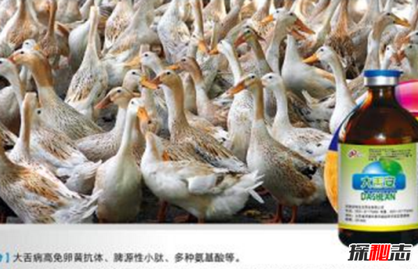 什么是鴨大舌病?鴨大舌病的預(yù)防和治療(夏季發(fā)病率極高)