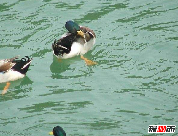 什么是鴨大舌病?鴨大舌病的預(yù)防和治療(夏季發(fā)病率極高)