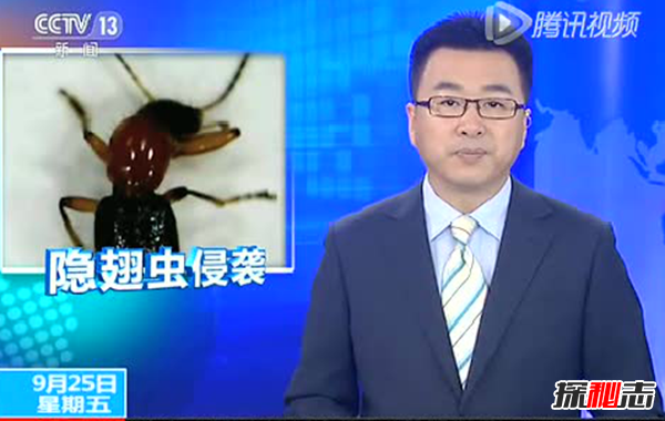 硫酸蟻是什么?怎樣預(yù)防硫酸蟻(發(fā)育完全變態(tài)夏秋最為常見(jiàn))