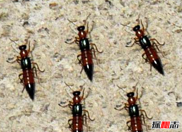 硫酸蟻是什么?怎樣預(yù)防硫酸蟻(發(fā)育完全變態(tài)夏秋最為常見(jiàn))