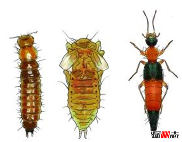 硫酸蟻是什么?怎樣預(yù)防硫酸蟻(發(fā)育完全變態(tài)夏秋最為常見(jiàn))