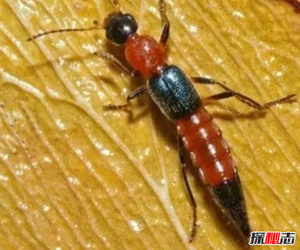 硫酸蟻是什么?怎樣預(yù)防硫酸蟻(發(fā)育完全變態(tài)夏秋最為常見(jiàn))
