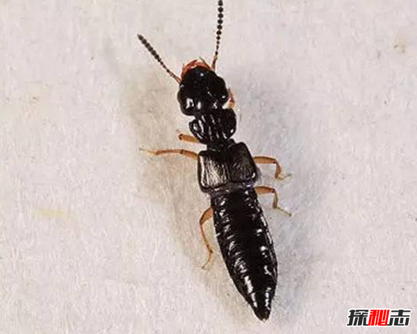 硫酸蟻是什么?怎樣預(yù)防硫酸蟻(發(fā)育完全變態(tài)夏秋最為常見(jiàn))