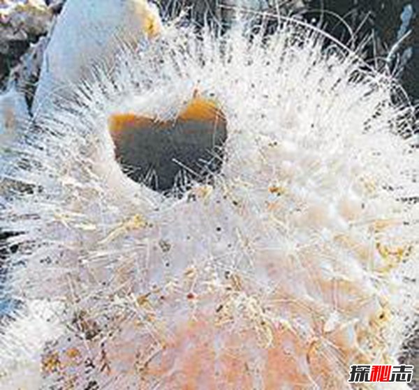 動(dòng)物界十大不死之身,燈塔水母無限返老還童
