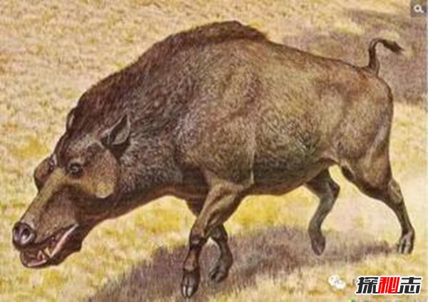 動(dòng)物界十大不死之身,燈塔水母無限返老還童