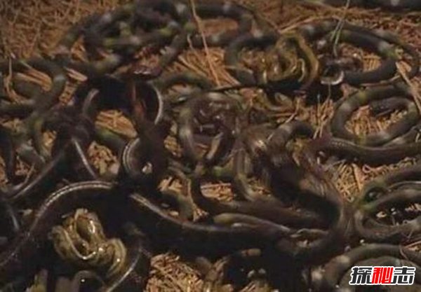 蟲(chóng)噬之刑,揭秘我國(guó)古代殘忍至極的蠆盆之刑