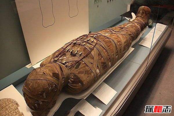 動植物死后千年不朽的秘密