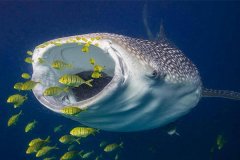 現(xiàn)存體型最大的軟骨魚：鯨鯊，最像鯨魚的鯊魚(長12米)
