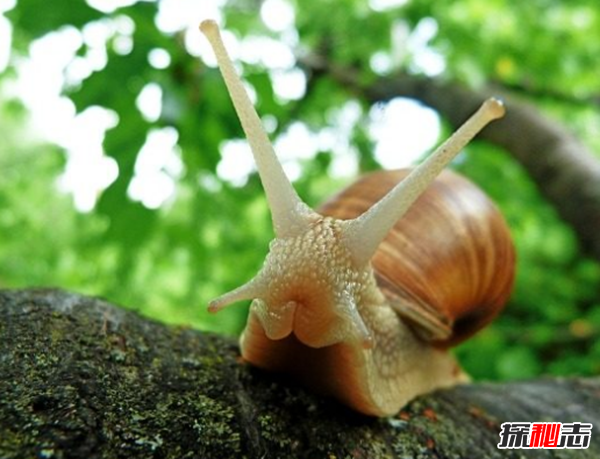 世界十大最搞笑的世界記錄,英國(guó)退休員一分鐘吃36只蟑螂