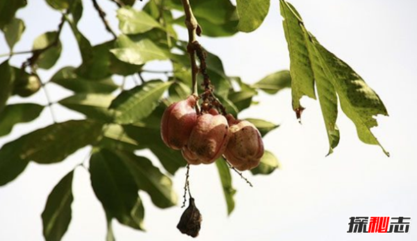世界上最危險(xiǎn)的12種食物,第四、第八差不多每天都在吃