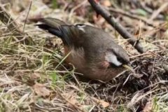 黑額山噪鹛：中國特有種，鳴叫聲悅耳(頭部有節(jié)奏搖擺)