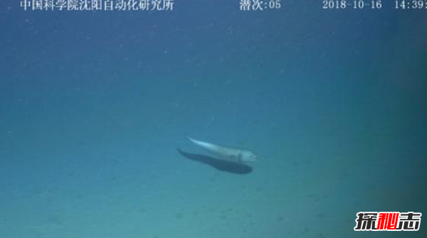 海星下潛6000米創(chuàng)紀(jì)錄,海星下潛發(fā)現(xiàn)了什么?