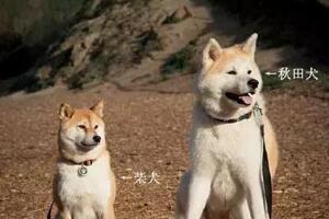 柴犬和秋田犬的區(qū)別，柴犬嘴尖更活潑（秋田犬體型大毛更長(zhǎng)）