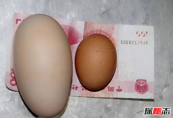 һöusضٿ?u