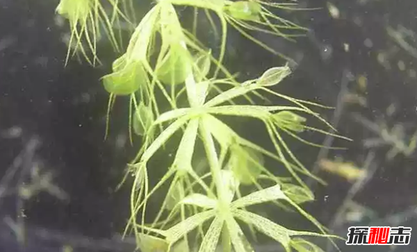 食肉植物有哪些?十大美麗又致命的食肉植物