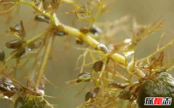 食肉植物有哪些?十大美麗又致命的食肉植物
