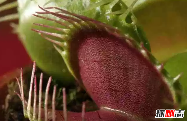 食肉植物有哪些?十大美麗又致命的食肉植物