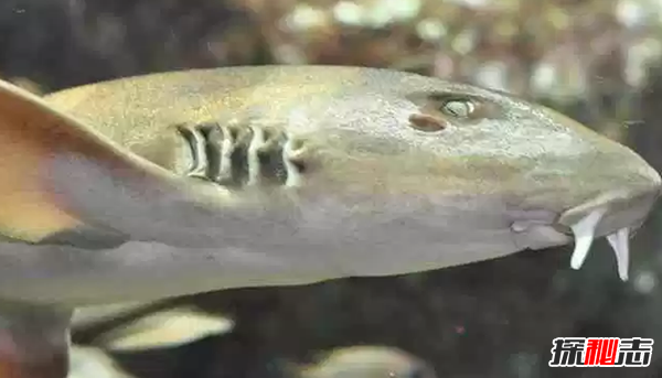 世界十大對人無害的鯊魚,鯨鯊美譽為溫和的巨人(13噸)