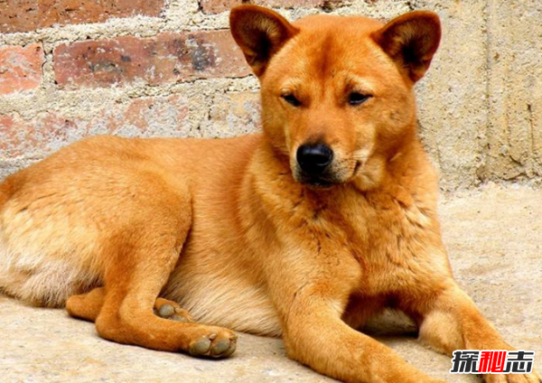 對(duì)人類有益處的十大動(dòng)物 第四能發(fā)現(xiàn)癌癥,第八治療精神疾病