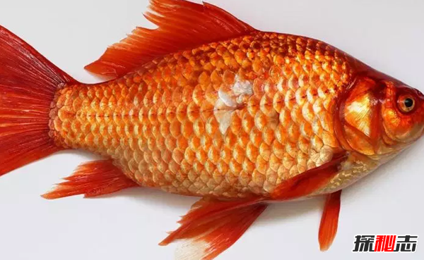 金魚的記憶只有七秒嗎?關(guān)于動(dòng)物的十大科學(xué)常識(shí)
