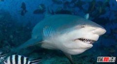世界十大最恐怖鯊魚 大白鯊僅第3第1兇猛無比