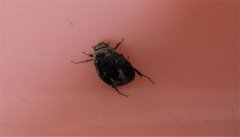 大多數(shù)人類為什么都對(duì)昆蟲類生物十分反感 為什么要討厭蟲子？